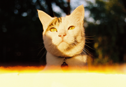 Services de couleur 35 mm